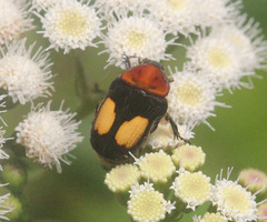 Gametis bealiae