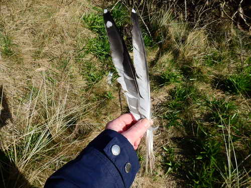 Plume de Goéland argenté