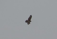 Buteo lagopus