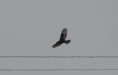 Buteo lagopus