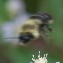 Bombus impatiens
