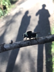 Criorhina aurea