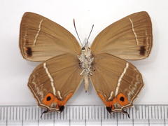 Favonius yuasai