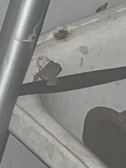 Eleutherodactylus coqui