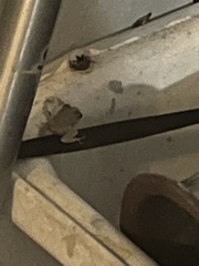 Eleutherodactylus coqui