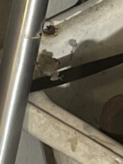 Eleutherodactylus coqui