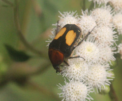 Gametis bealiae