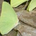 Pink-spot Sulphur - Photo (c) Tom Palmer, some rights reserved (CC BY-NC), uploaded by Tom Palmer
