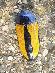 Temognatha suturalis
