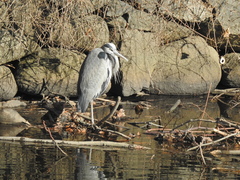 Ardea herodias