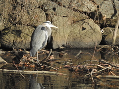 Ardea herodias