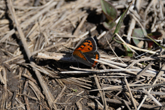 Lycaena phlaeas daimio