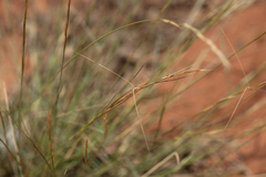 Aristida holathera