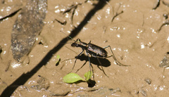 Odontocheila chrysis