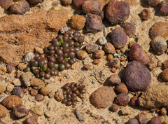 Dudleya brevifolia