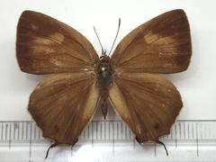 Favonius yuasai