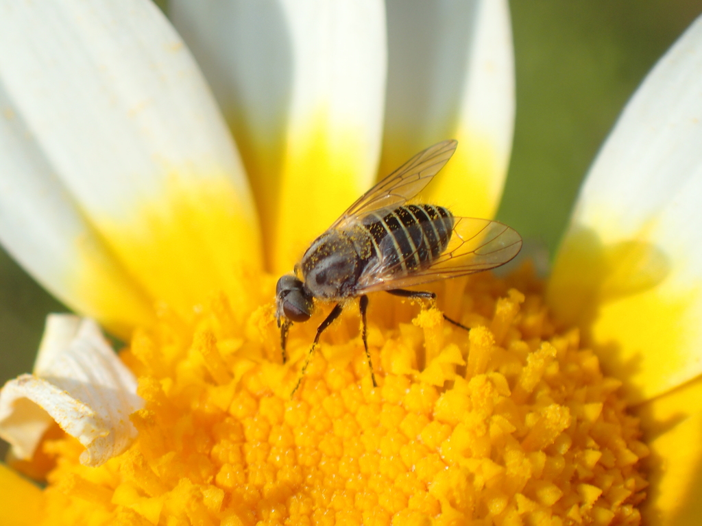 Protypusia striata