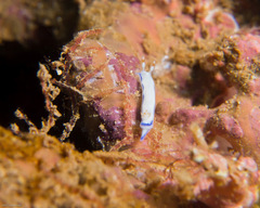 Hypselodoris peasei