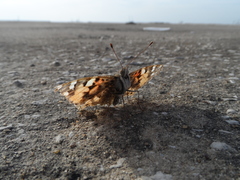 Vanessa cardui