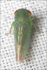 Rosopaella leurensis