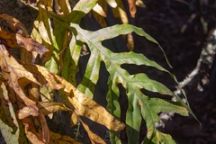 Phlebodium pseudoaureum