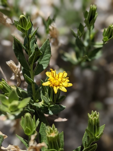 Trixis californica var. californica