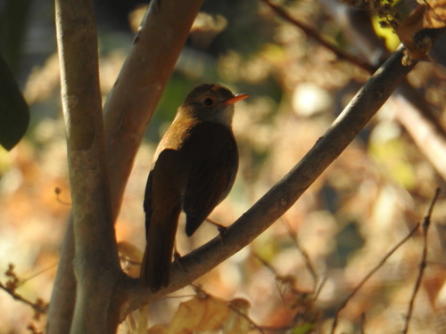 Orange-billed Nightingale-Thrush (Catharus aurantiirostris), photo 8