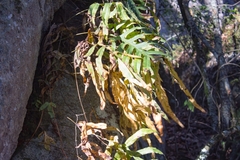 Phlebodium pseudoaureum