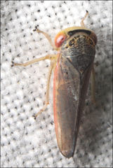 Austroagalloides
