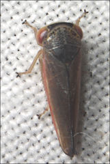 Austroagalloides