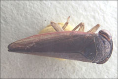 Austroagalloides
