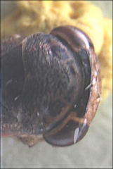 Austroagalloides