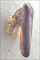 Austroagalloides