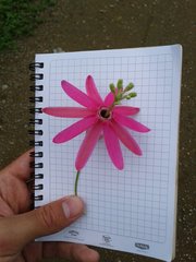 Passiflora reflexiflora