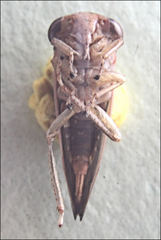 Austroagalloides