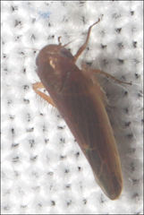 Balclutha yanchepensis