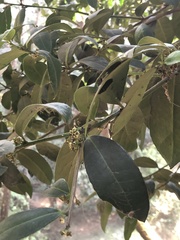 Ilex discolor tolucana