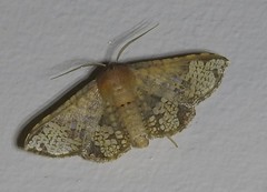 Canaea hyalospila
