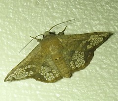 Canaea hyalospila