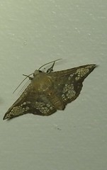 Canaea hyalospila