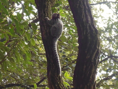 Callithrix penicillata