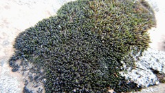 Grimmia unicolor