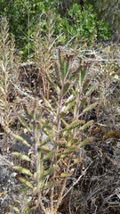 Kalanchoe grandiflora