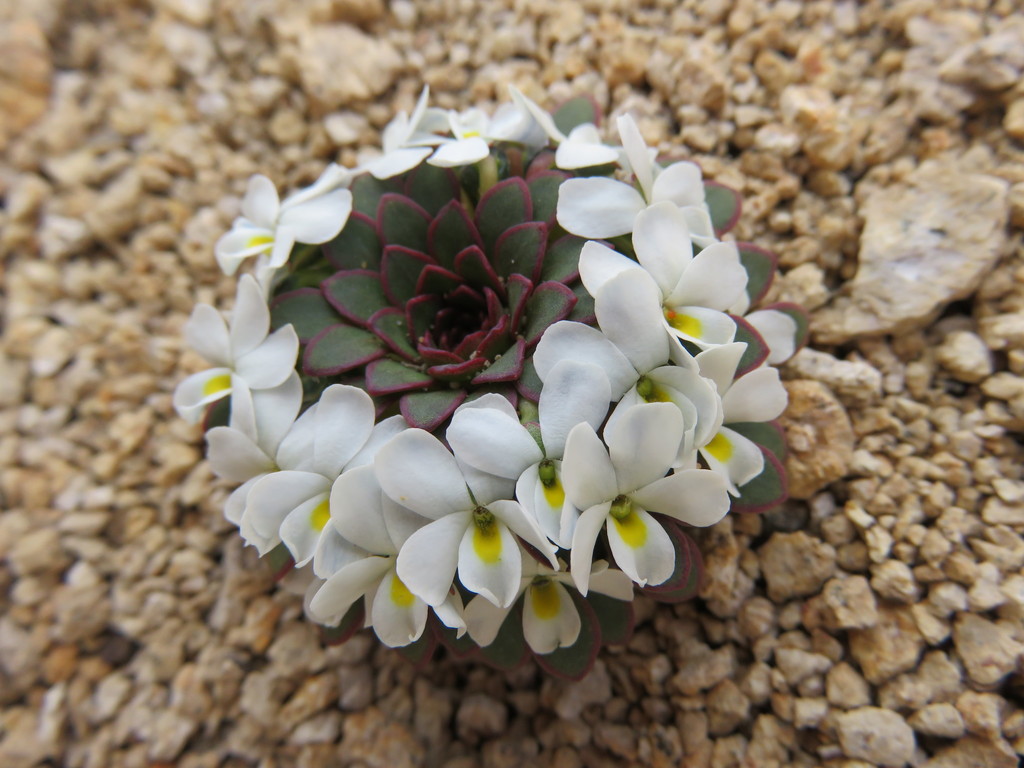 Andean violets