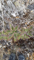 Kalanchoe grandiflora