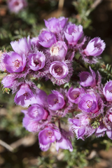 Verticordia pennigera