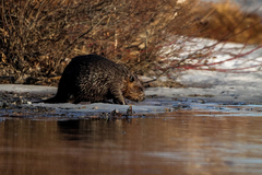 Castor canadensis