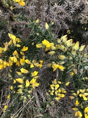 Ulex europaeus