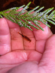 Eubranchipus oregonus