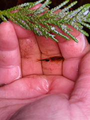 Eubranchipus oregonus